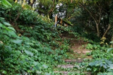 제주올레  7코스 - VISIT JEJU