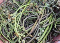 Hallasan Wild Bracken Festival - VISIT JEJU