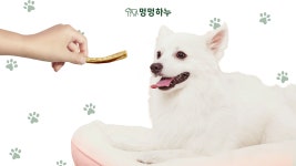 강아지가 선택한 수제한우간식 by 멍멍하누 | wadiz [기호성최강자]450마리 강아지가 선택한 수제한우간식 by 멍멍하누 | 와디즈