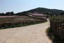 서편제 촬영지 - 莞島郡 文化観 서편제 촬영지