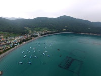 예송리 상록수림 - 莞岛郡 文化旅游 예송리 상록수림