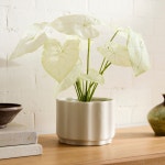 west elm 포티드 더쉰(그린)