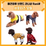 애견의류 브랜드 라니샵 Rani# 1기 서포터즈 모집 | 공모전 대외활동 - 위비티 애견의류 브랜드 라니샵 Rani# 1기 서포터즈 모집