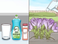 How to Grow Crocus (with Pictures) - wikiHow How to Grow Crocus