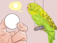 잉꼬가 말하게 하는 방법: 11 단계 (이미지 포함) - wikiHow