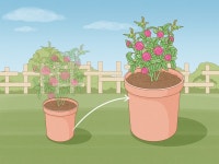 How to Plant Flowers: 13 Steps (with Pictures) - wikiHow