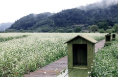 커뮤니티 > 포토갤러리 > 메밀꽃 필 부렵의 풍경(봉평)