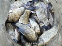 유료터정보 > 유료터점주조황 > 가깝고 물 좋고 경치 좋은 곳~~!!-용인삼인낚시터-