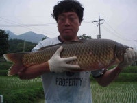 유료터정보 > 유료터점주조황 > [신애낚시터] 영업이사 방류및~~