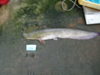 유료터정보 > 유료터점주조황 > 왜관 강태공낚시터에서 엉뚱하게 올라온 놈