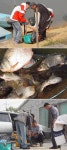 유료터정보 > 유료터점주조황 > 아산 신봉지 입니다 ...........