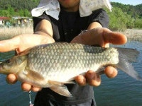 유료터정보 > 유료터점주조황 > ♣ 즐거운 휴일 붕어 대박♣