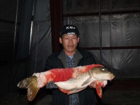 유료터정보 > 유료터점주조황 > 매전낚시터 하우스에서 대물잉어 출현!!