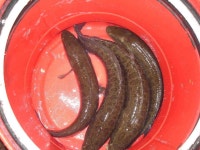 유료터정보 > 유료터점주조황 > [신애낚시터] 두근 거리는 개장 유료터정보 > 유료터점주조황 > [신애낚시터]  두근 거리는 개장