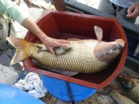 유료터정보 > 유료터점주조황 > [신애낚시터] 혼자서 들수있을까요?