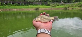유료터정보 > 유료터점주조황 > 공주 고성 낚시터입니다.