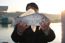 유료터정보 > 유료터점주조황 > *** 봄을 기다리며 ***