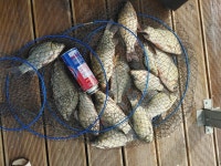 유료터정보 > 유료터점주조황 > 예당저수지 대양좌대 2021년 08월 28~29일 붕어조황