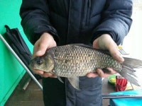 유료터정보 > 유료터점주조황 > 월척행진(석곡낚시터 )