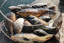 유료터정보 > 유료터점주조황 > 두메낚시터 붕어만 터져준다면.