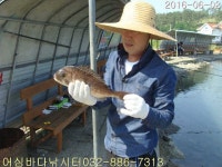 유료터정보 > 유료터점주조황 > 6월 2일 어심바다낚시터 조황사진