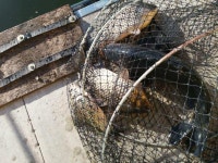 유료터정보 > 유료터점주조황 > 석곡낚시터입니다