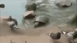 커뮤니티 > 자유게시판 > 겁나게 빠른 거북이~!!??