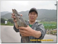 커뮤니티 > 자유게시판 > 모처럼 요리를 해봤습니다.^^ (메기 매운탕)