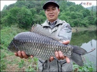 조황/조행기 > 습작 조행기 > 운7기3이 아닌 운3기7로  5짜를 품다....