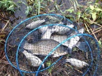 조황조행기 > 낚시점 조황 > 풍성한 한가위 월척 ^^