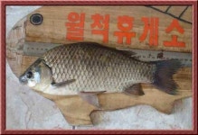 조황조행기 > 낚시점 조황 > 영천에서도 이제....