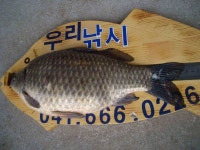 조황조행기 > 낚시점 조황 > 대산 수로권 조황