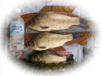 조황/조행기 > 낚시점 조황 > 불볕더위가 연일 계속됩니다