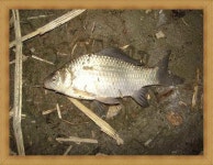 조황조행기 > 낚시점 조황 > 대물 현장 이방 장천늪