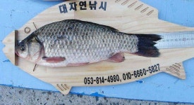 조황조행기 > 낚시점 조황 > 경산대자연낚시입니다^^