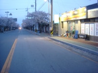 조황조행기 > 낚시점 조황 > 건천IC낚시-벚꽃 향기