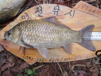 조황조행기 > 낚시점 조황 > 영천ic권 조황입니다.