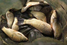 조황조행기 > 낚시점 조황 > 의성 이왕수의 춘파낚시 인사드립니다