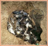 조황조행기 > 낚시점 조황 > 2월 4주차 금호강 조황정보