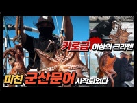 [풍낚TV] 문어낚시/9월23일 대박 미친 군산문어 달려가셔도 됩니다... 상세 대처법/군산문어 현재상황/군산엘리스호/Octopus fishing