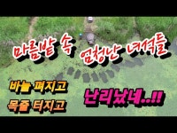 커뮤니티 > 낚시동영상 > 비 오기 전 엄청난 녀석들이 마름 밭 속에서 꿈틀꿈틀