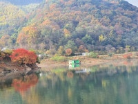 조황조행기 > 충주호조황속보 > 용곡 김기호 낚시터 조황정보 입니다
