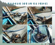 유료터정보 > 유료터 홍보 > 맹골낚시공원 방류소식 알려드립니다.