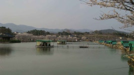 유료터정보 > 유료터 홍보 > 청도 용강지 낚시터 봄소식