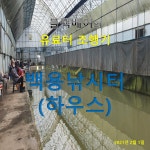 유료터정보 > 유료터조행기 > 블랙베어의 유료터 조행기 - 백용 하우스 낚시터