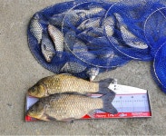 유료터정보 > 유료터조행기 > 모란지(마이제낚시터)