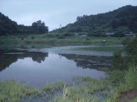 조황/조행기 > 특파원조황 > 고흥권 조황소식