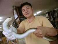 조황조행기 > 특파원조황 > [충주호] 마릿수는 부진, 대물붕어와 1kg급 장어모습입니다.