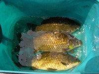 조황조행기 > 특파원조황 > [청도천] 34.5cm 월척외 2수