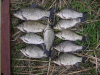 조황조행기 > 특파원조황 > 청도권 월척3수 조황입니다 조황조행기 > 특파원조황 > 청도권 월척3수  조황입니다